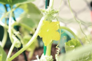 blossom on cucumber plant