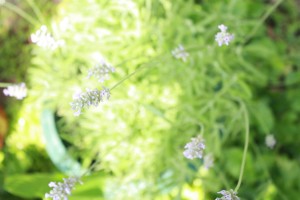 lavender plant