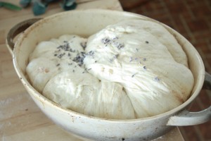 no knead dough with lavender
